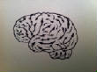Art/S1-Brain.jpg