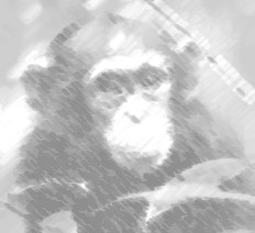 chimp.jpg